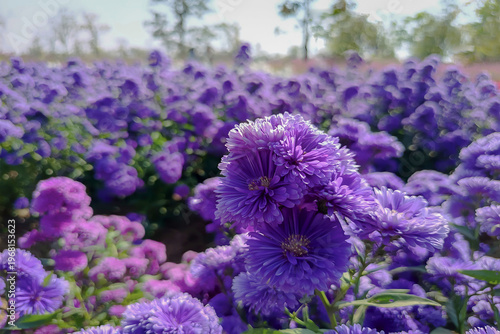 Lavender Field Symphony: An eye-level shot captures a sprawling field of vibrant lavender flowers. Delicate petals, textures, and hues are on display.