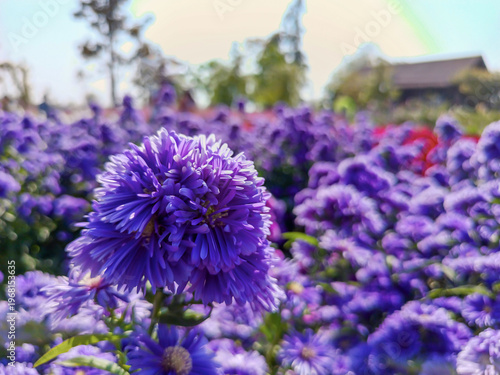 Fields of Purple: A vivid close-up of a vibrant purple flower in a field, with a blurred background showing more of the same, bathed in natural light. Capturing the beauty of the outdoors.