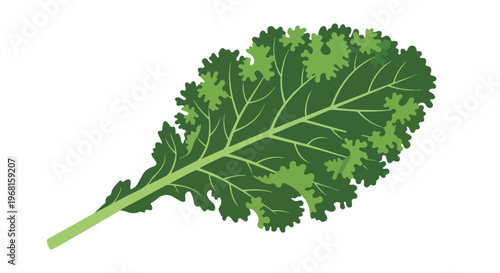Fresh vibrant green kale leaf vector illustration, a crisp graphic symbol of healthy eating, organic produce, and natural nutrition. Ideal for
