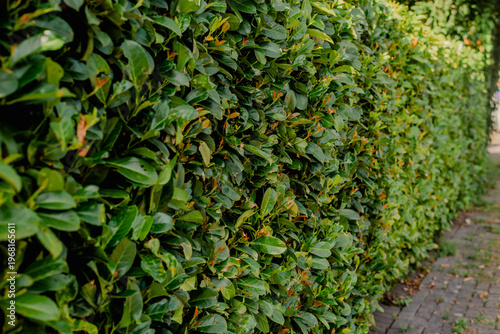 Neatly trimmed hedge along residential street with paved sidewalk