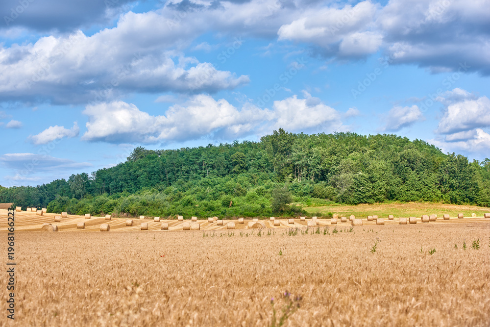 Obraz premium Wheat, growth and landscape in countryside for agriculture, vegetation or development of environment. Sky, mockup space and sustainability of grass in farm, outdoor and green of pasture in nature