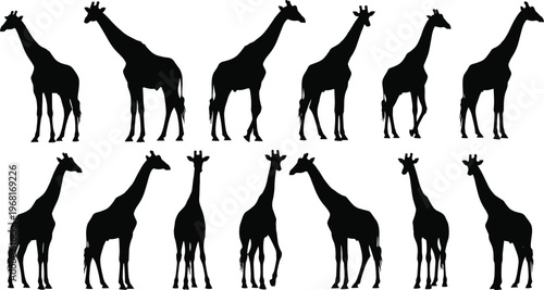 Black giraffe silhouette collection featuring various poses and angles of wild African safari animals in a vector set isolated on a white background.