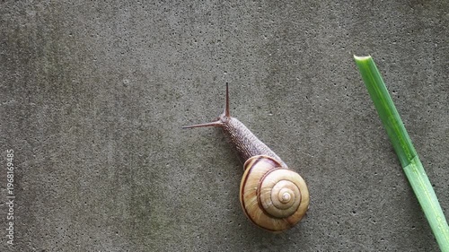 雨の日の庭の壁に動く可愛いカタツムリの様子