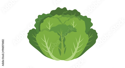 Fresh green cabbage illustration for healthy eating concepts and botanical designs