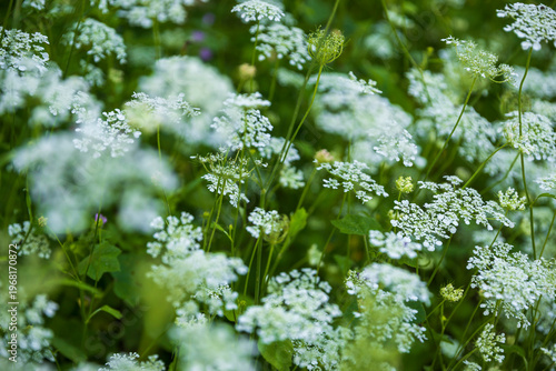 Field of white wild carrot flowers blooming in the green meadow.
