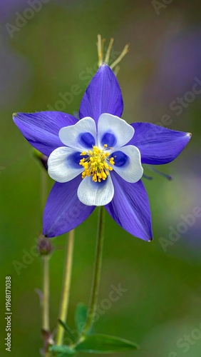 Beautiful Blue Columbine Flower in Bloom.