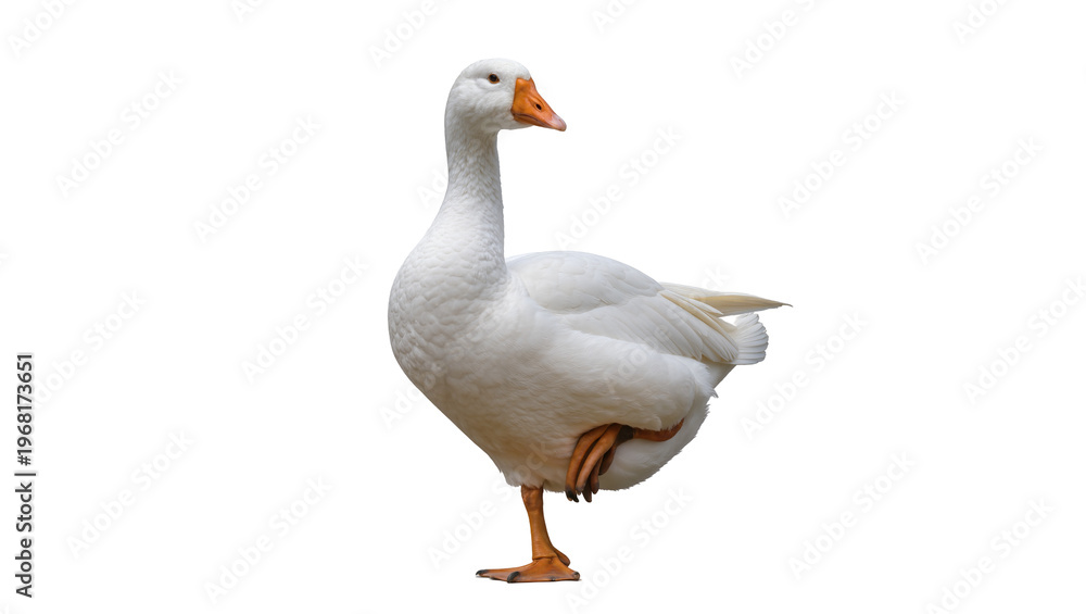 Fototapeta premium Plump fluffy domestic white goose standing proudly with orange beak and legs, isolated on transparent background for farm animal designs