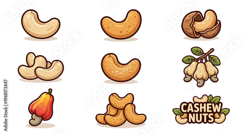 Set of cashew nut illustrations with raw seeds, roasted kernels, and fruit isolated on white background