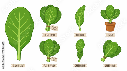 Collection of cartoon collard greens with single leaves and fresh bunches isolated on white background