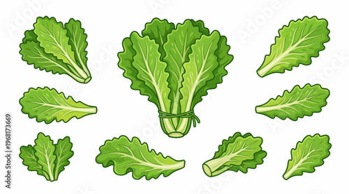 Cartoon Escarole Vegetable Illustration Isolated On White