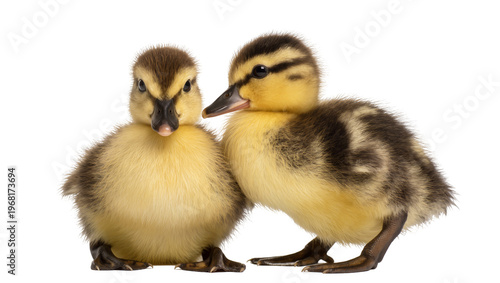 Fotografie Two fluffy yellow ducklings with dark eyes and orange beaks curiously looking to
