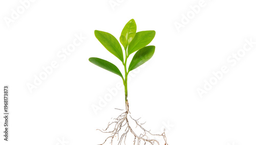 Vibrant green seedling with delicate intricate root system, showcasing new life and growth isolated on transparent background for botanical designs