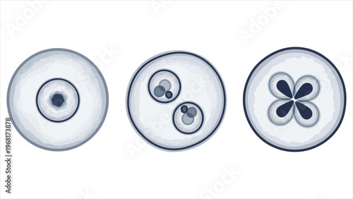 Stem Cell Illustration Isolated on White Background – Vector Concept of Reproduction, Conception, and 3D DNA Nucleus Particles