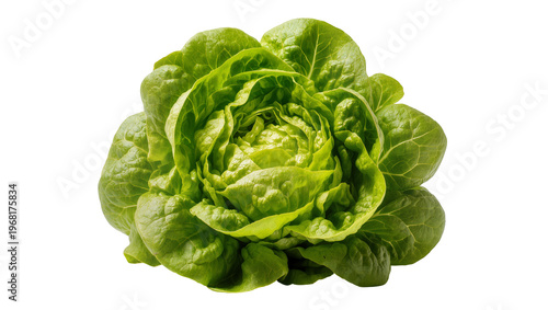 Crisp vibrant green lettuce head with ruffled edges, showcasing fresh texture and healthy appearance isolated on transparent background for culinary designs
