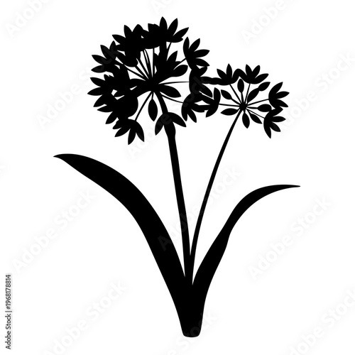 Agapanthus flower silhouette vector, black floral botanical element on white background, lily of the nile plant illustration for garden design