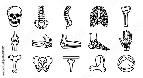 Human Anatomy Icons: Skull, Spine, Pelvis, Knee, and Femur