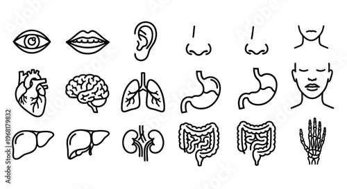 Human Anatomy Icons: Eye, Lips, Ear, Heart, Brain, Lungs, Liver, Kidney