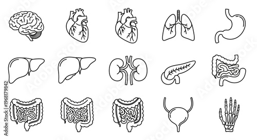 Set of Line Icons for Human Anatomy and Body Parts