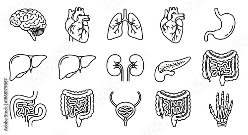 Set of Line Icons for Human Anatomy and Body Parts