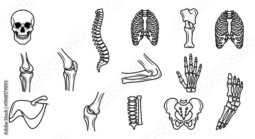Set of Line Icons for Human Anatomy and Body Parts