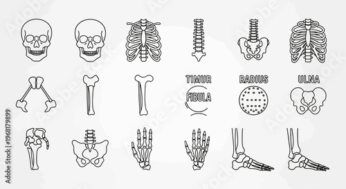 Set of Line Icons for Human Anatomy and Body Parts