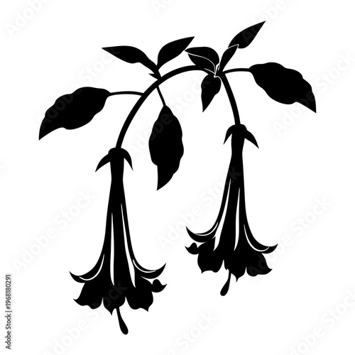 Brugmansia angel trumpet flower silhouette, botanical floral branch with hanging blossoms, black and white garden plant vector illustration