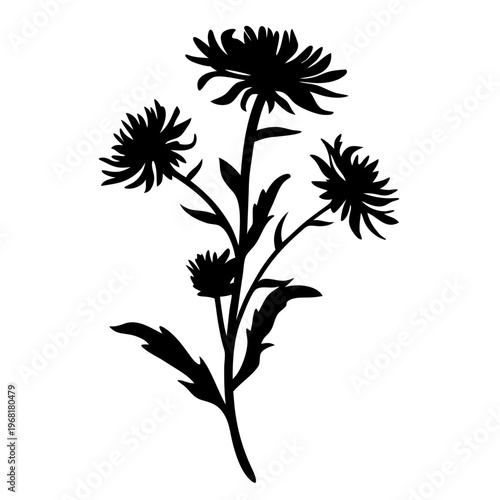 Black silhouette of aster flowers, botanical floral vector illustration, garden daisy plant shape on white background, minimalist wildflower clip art