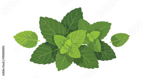 A fresh vibrant green mint leaf cluster showcasing natural beauty and aromatic properties essential for culinary creations and refreshing infusions