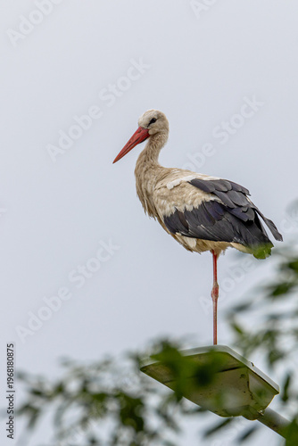 white stork ciconia