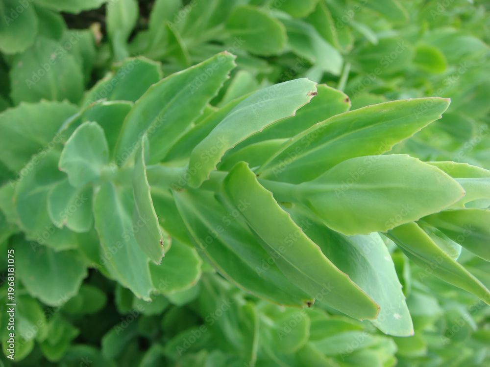 Fototapeta premium Hylotelephium spectabile is a perennial succulent herb in Korea known for its upright growth and thick leaves. It thrives in sunny rocky areas and blooms in autumn seasons.