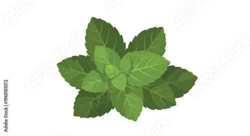 Lush green mint leaves illustration showcasing vibrant freshness botanical herb for culinary applications and refreshing beverage designs organic