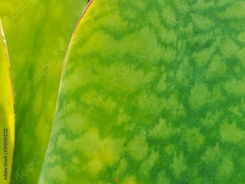 Close-up of a Snake Plant Leaf: A detailed study of a Snake Plant leaf, revealing its unique textured pattern and vibrant green color under natural light. 