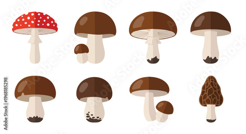Illustrated variety of fungi showcasing diverse species and cap designs on a clean background