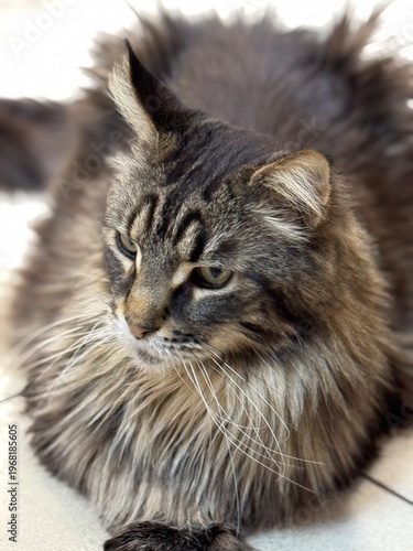 Dark cat maikun close-up