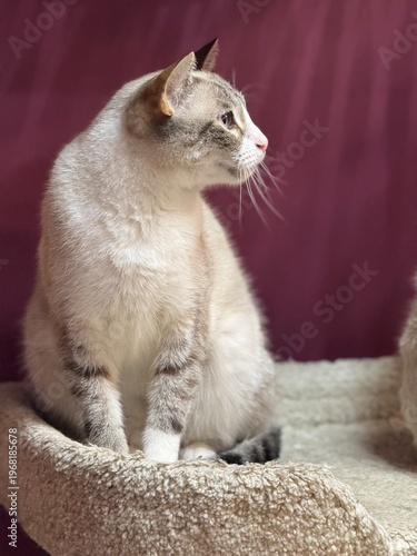 A light gray domestic cat sits and looks away. A pet. Selective focus