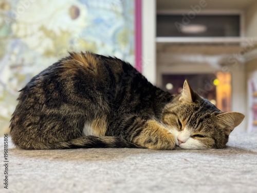 Sleeping tricolor cat. Pet. Selective focus
