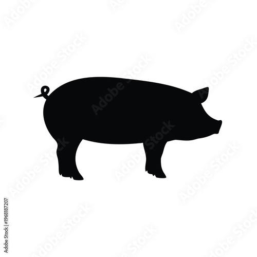 Silhouette of a domestic pig standing on white background with curly tail