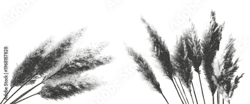 Dried pampas grass photocopy effect. Retro grunge elements set for creative design isolated on transparent background. Vector.