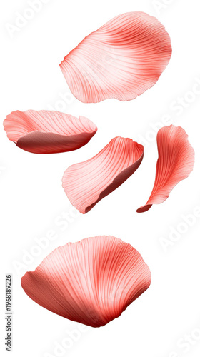Vibrant coral pink petals with delicate flowing lines captured in various natural movements create a graceful floating display perfect for springtime branding and romantic event invitations