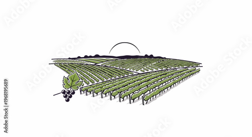 Sunrise over a lush vineyard with ripe grapes and a single leaf