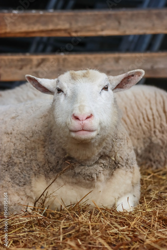 Canvastavla White pregnant mother sheep (Ovis aries) is ruminating in its pen