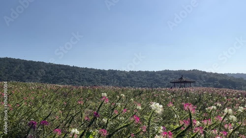 4K Wuxi Nianhua Bay Pink Flower Field with Traditional Pavilion