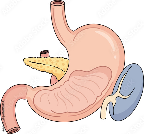 Anatomical illustration of the human stomach, pancreas, and spleen, showing their relative positions and structures within the digestive system.