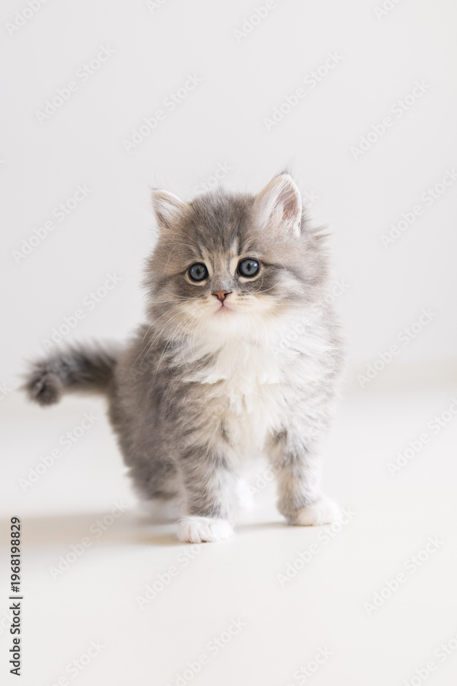 Fototapeta premium cat