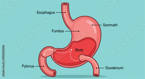 Anatomy of the human stomach showing esophagus, fundus, body, pylorus, duodenum, and internal structure.