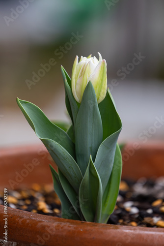 咲き始めた鉢植えのチューリップ