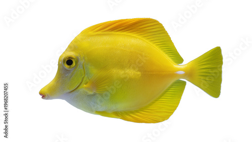 Konstfotografi Vibrant yellow tang fish with streamlined body and distinctive dark eye, isolate