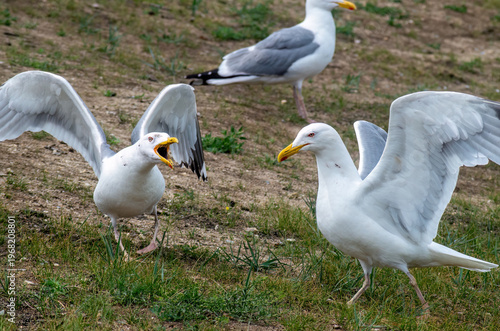 Bild auf Leinwand Agitated seagull squawking while spreading its wings on grassy terrain