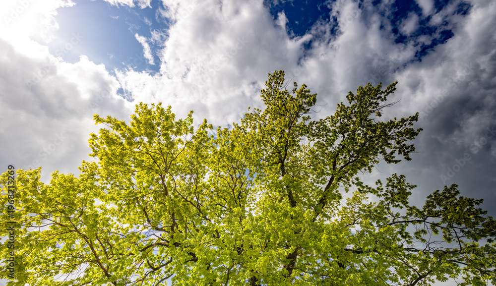 Fototapeta premium Bright green leaves glow under a vivid blue sky
