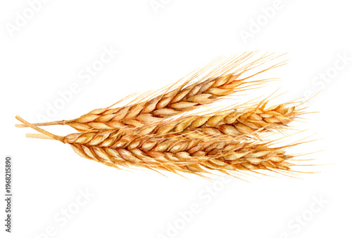 Watercolor Illustration of Wheat Ears